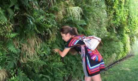 Tablouri si pereti verticali din plante vii/licheni stabilizati