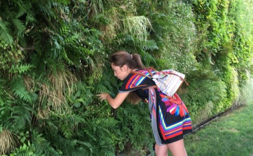 Tablouri si pereti verticali din plante vii/licheni stabilizati